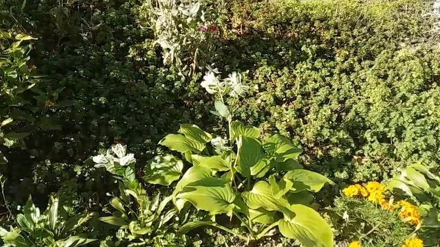 Сонячний квітник Осінні краски в саду Ландшафтний дизайн Квітучий сад в жовтні Зразок клумби 39