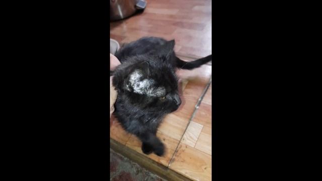 Бездомыши теперь наши любимци!