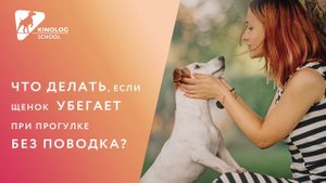 Что делать, если щенок  убегает при прогулке без поводка?