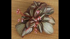 Редкое растение - Бертолония