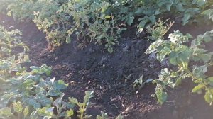 Зачем делать севооборот на участке.  Почему это надо?