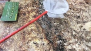 Новогодние покупки для аквариума! Москва птичий рынок цены!