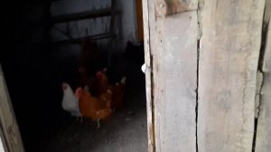 Белые снежинки кружатся, летят...