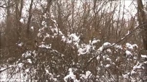 Охота с Русскими гончими на лисицу