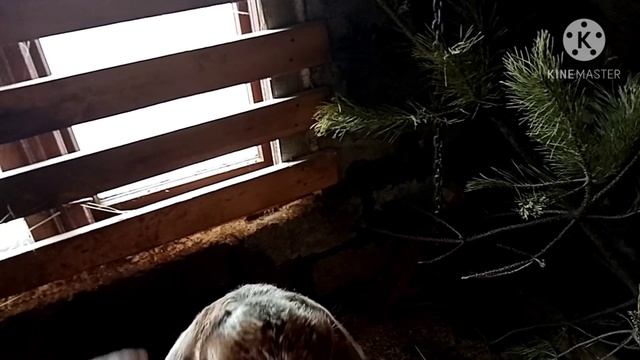 Овцы дорпер. Надеюсь купить мечты или реальность смотреть онлайн