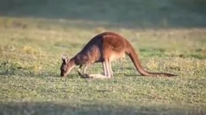 Рыжий кенгуру