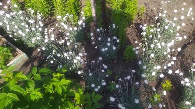 Обзор гвоздики садовой. Ароматная, многолетняя.