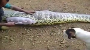 ШОК!!! ЗМЕЯ СЪЕЛА... СМОТРИТ ДО КОНЦА