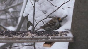 Покормите птиц зимой.