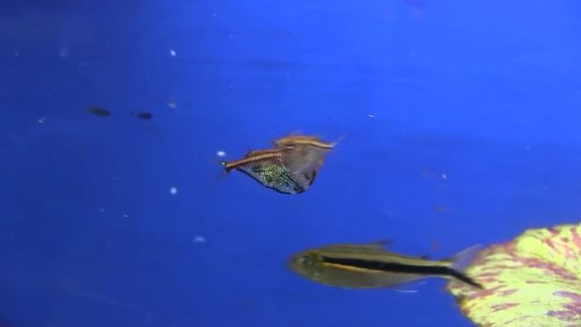 Fincasters episode 91 Nanochromis смотреть онлайн