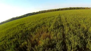 Универсализм дратхаара - работа по перепелу и зайцу на одном поле