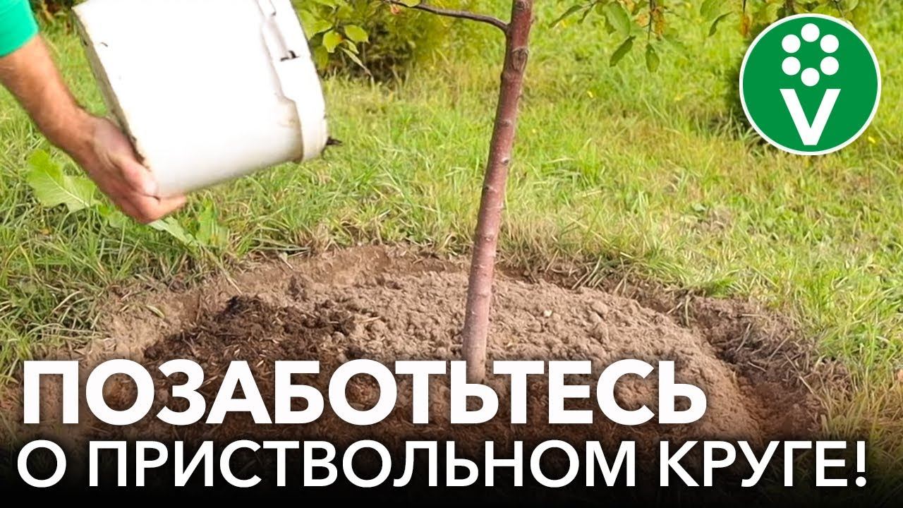 Презентация обработка почвы в приствольных кругах плодового дерева