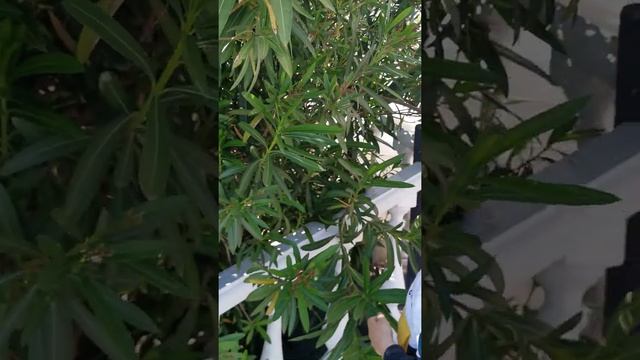 26 мая 2020 г посмотрели календарь садовода - пора подрезать олеандр. Работаем ? смотреть онлайн