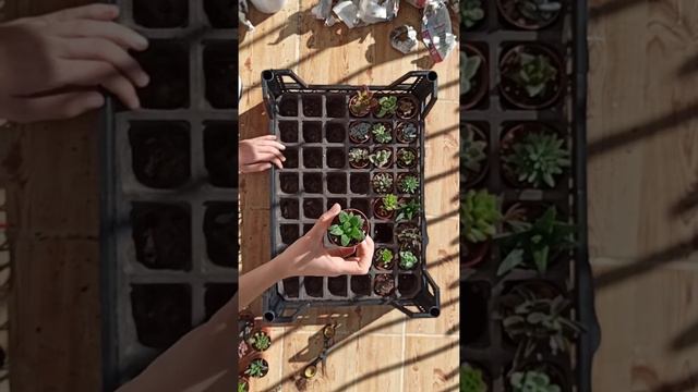 KAKTÜS VE SUKULENT PAKET AÇILIŞI (CACTUS AND SUCCULENT UNBOXING) смотреть онлайн