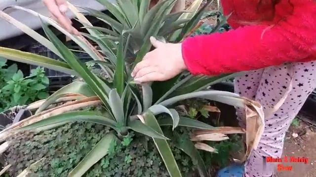 Как растут экзотические фрукты. А вы знаете? Como as frutas exóticas crescem.Voce sabe?