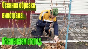 Осенняя обрезка винограда.