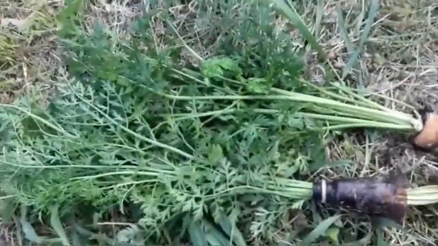 4 августа 2020 г. Как поживают экспериментальные капуста, морковь, карлик под мульчой смотреть онлайн