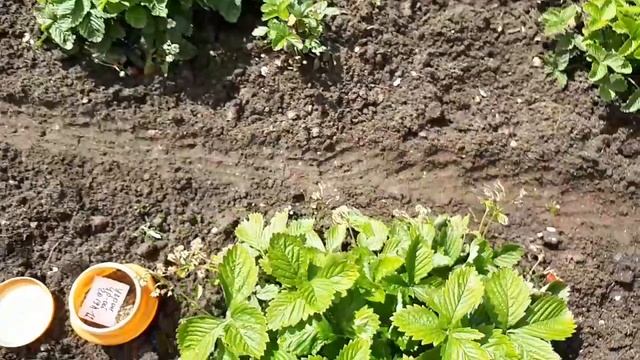 Что можно посеять в августе? смотреть онлайн