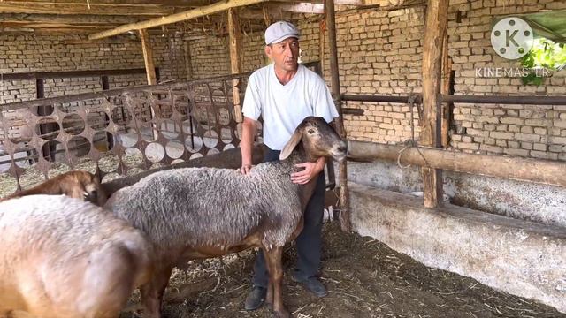 АРАШАН КУЙЛАРИ СОТИЛАДИ ТОЗЗАЛАРИ ☎️+998 94 435 43 21 SOTILADIGON ANASHAN QÒYLARI NARXI 6 июля 2023 смотреть онлайн