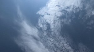 Голубятник с Западной Сибири в гостях у Гусейнова Теймура в Астрахани!