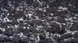 Как выращивать грибы Портобелло |Грибная ферма |