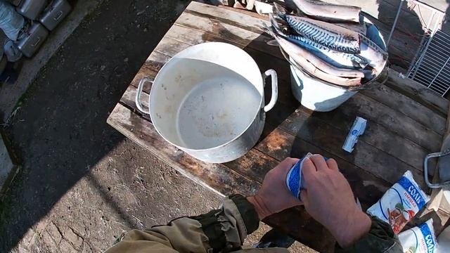 Провесная скумбрия. (1 часть).