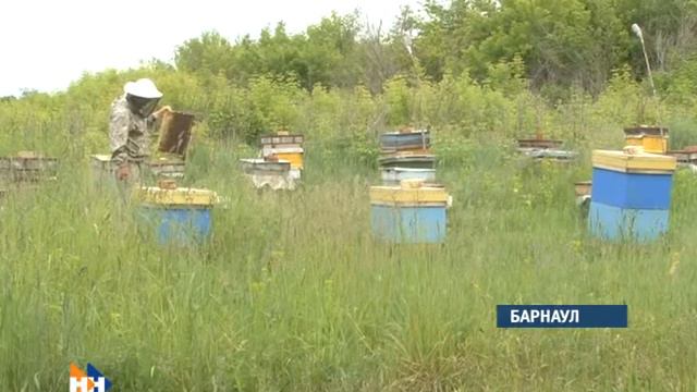 Наши новости, рубрика экономики, Елена Макаренко, брэнд "Алтайский мёд"