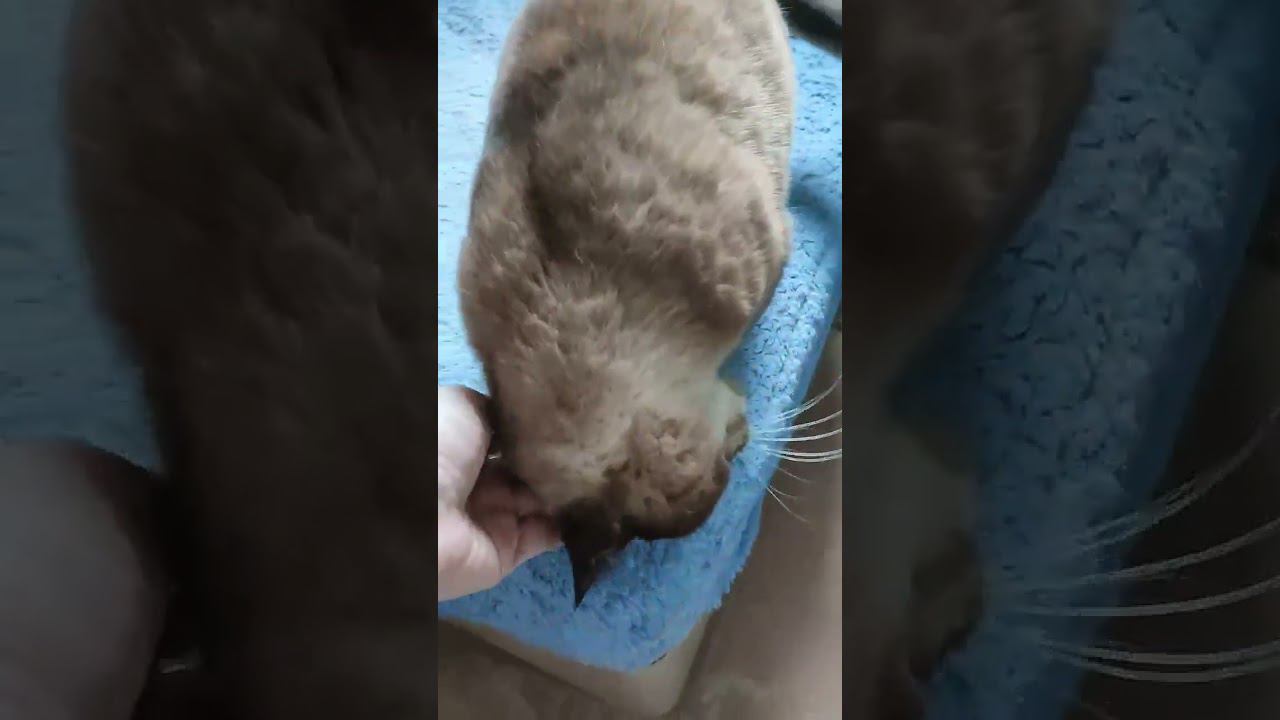 Нежная и плюшевая Симочка