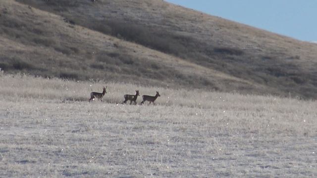 Лошади по первому снегу смотреть онлайн