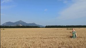 Видеорепортаж с хлебных полей. г. Ессентуки