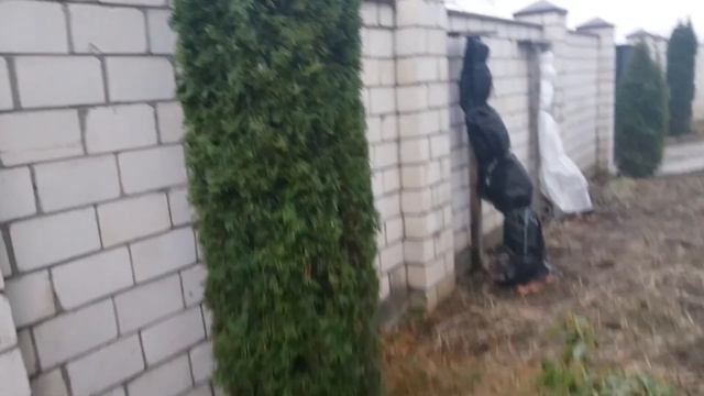 В туе нашли птичье гнездо.Видео № 14 смотреть онлайн