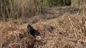 #дрессировкаспаниеля Дрессировка спаниеля (как я дрессировал свою собаку).