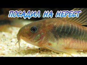 ПОСАДИЛ НА НЕРЕСТ ЗОЛОТИСТЫХ КОРИДОРАСОВ