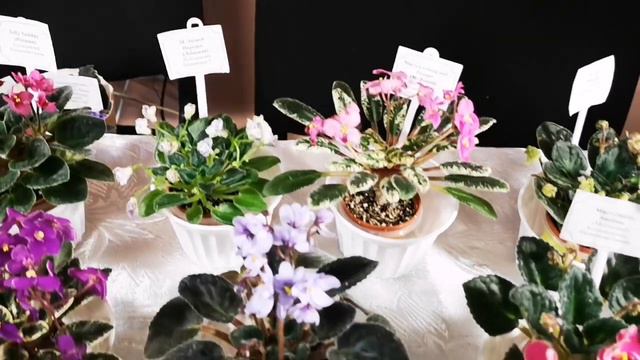 Виставка фіалок у Київському міському Будинку природи на Рогнідинській, 12.02.2021 р. Частина 1. смотреть онлайн