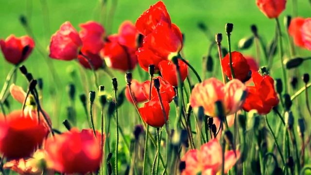 Маки цветут  маки - Poppies poppies bloom.