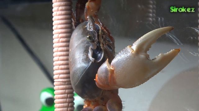 Радужный краб.Июль 18. 64-я серия. смотреть онлайн