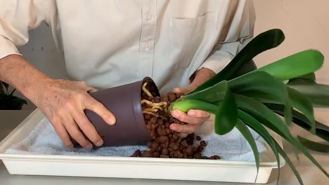 Growing Clivia with Hydroponics