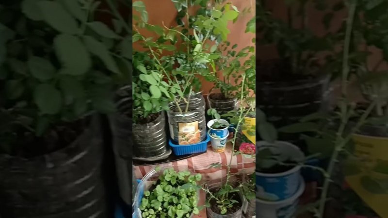 Купленные зимой розы ждут своего часа, чтобы переехать на дачу