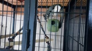 Наш новый питомец "САХАРНЫЙ ПОССУМ"