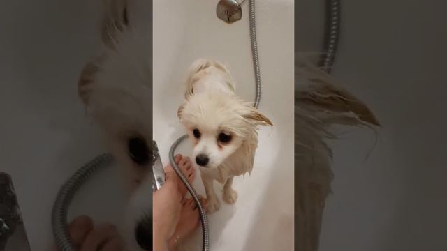 Банный день для маленького шпица - Bath day for a little pomeranian #банька #парилка #dog #spitz