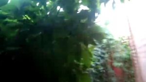 Вертикальное озеленение забора