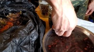 Готовлю кедровые орешки для посадки