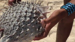 Красное море. Рыба ёж.