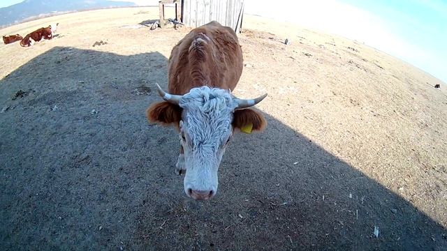 Избушка в степи-2. Корова и Апельсины смотреть онлайн