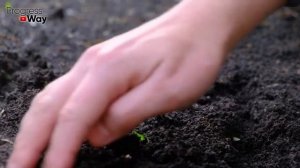 Какие сидераты важно и нужно посадить после огурцов!