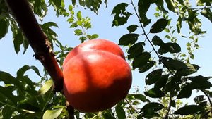 Нектарин Старк Ред Голд