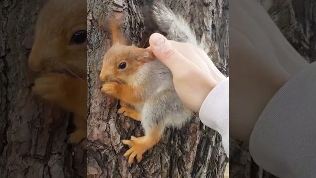 Вот такие ручные белки живут в Геленджике??