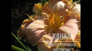 ЛИЛЕЙНИКИ В САДУ  ЧАСТЬ 1 /Рецепты хорошего настроения