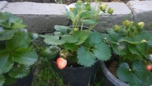 Клубника ДЕЛИЗ F1. Потрясающие характеристики! КОНКУРЕНТОВ НЕТ!