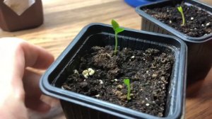 Мурайя из семечек, ягодок, появление росточков , развитие растений по дням